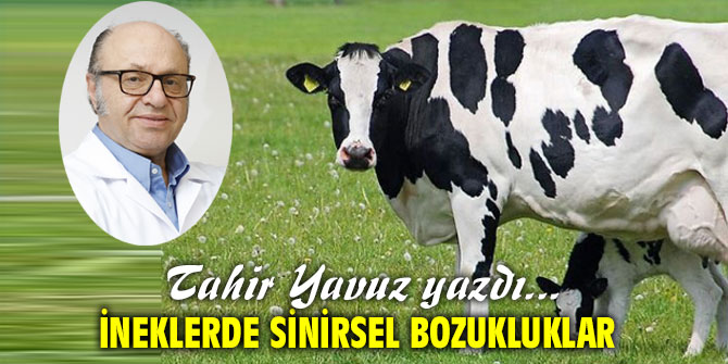 İNEKLERDE SİNİRSEL BOZUKLUKLAR