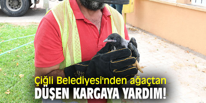 Çiğli Belediyesi'nden ağaçtan düşen kargaya yardım!