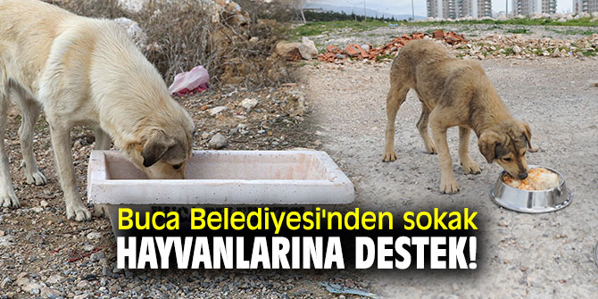 Buca Belediyesi'nden sokak hayvanlarına tıbbi destek