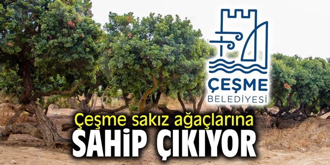 Çeşme, sakız ağaçlarına sahip çıkıyor!
