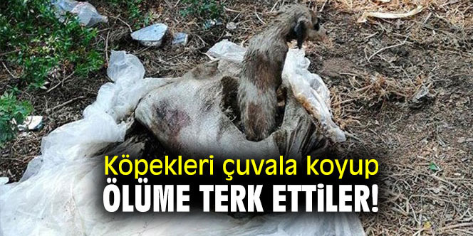 Köpekleri çuvala koyup ölüme terk ettiler