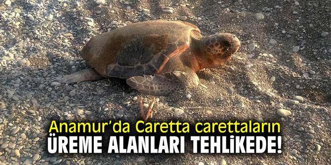 Caretta carettaların üreme alanları tehlike