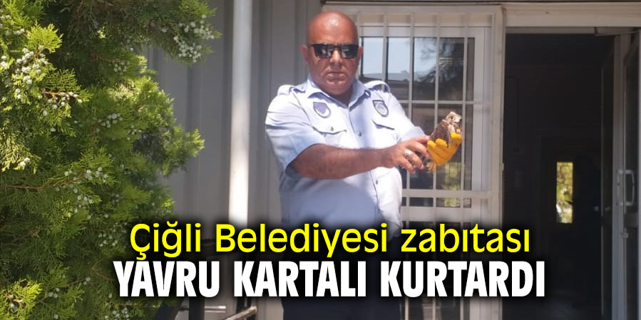 Yavru kartalı Çiğli Belediyesi zabıtası kurtardı