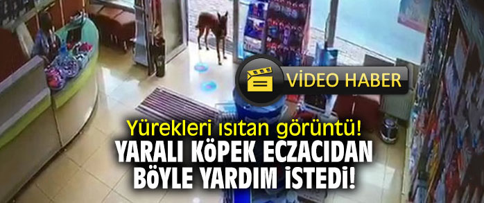 Yürekleri ısıtan görüntü! Yaralı köpek eczacıdan böyle yardım istedi!