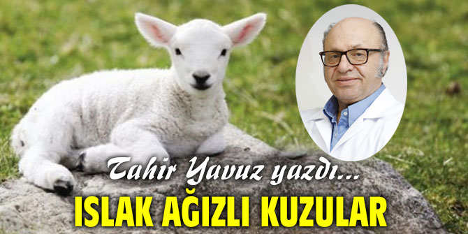 ISLAK AĞIZLI KUZULAR