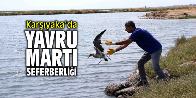 Karşıyaka’da belediye ve hayvanseverler yavru martılar için seferber oldular