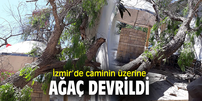 Caminin üzerine ağaç devrildi