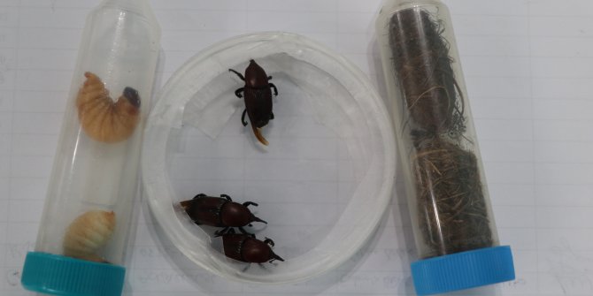 Palmiye Kırmızı böceği ile ilgili toplantı yapıldı