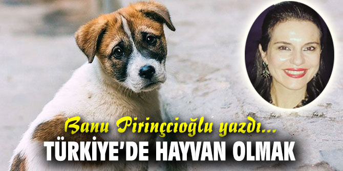 Türkiye’de hayvan olmak…