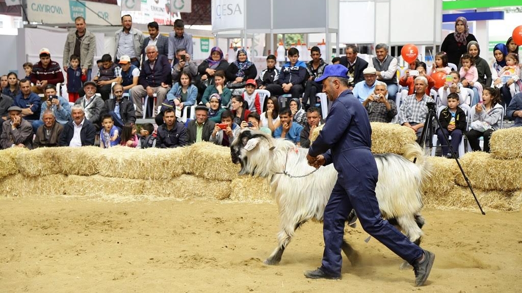 Hayvancılık sektörü Kuşadası'nda buluşacak