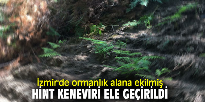 İzmir'de hint keneviri ele geçirildi