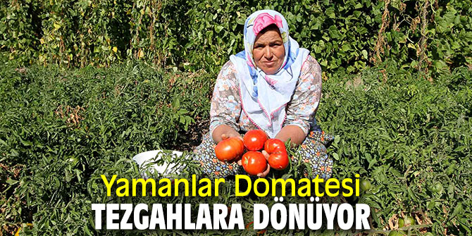 Karşıyaka'da Yamanlar Domatesi için çalışmalar başlatıldı!