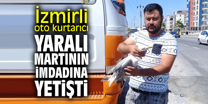 İzmirli oto kurtarıcı yaralı martının imdadına yetişti