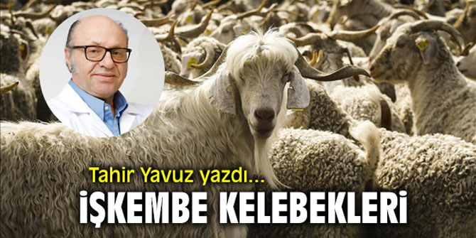 "İşkembe kelebekleri" Tahir Yavuz yazdı...