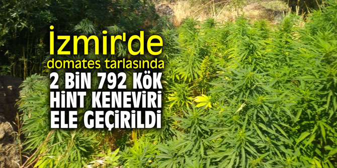 İzmir'de domates tarlasında 2 bin 792 kök Hint keneviri ele geçirildi