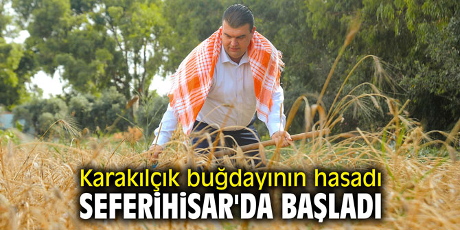 Karakılçık buğdayının hasadı Seferihisar'da başladı