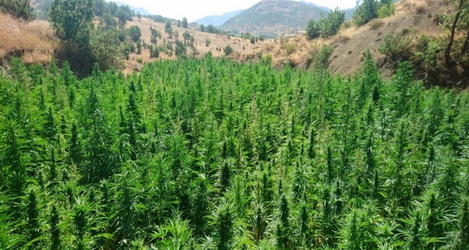 Dev operasyon 2 milyon 111 bin 50 kök kenevir ele geçirildi