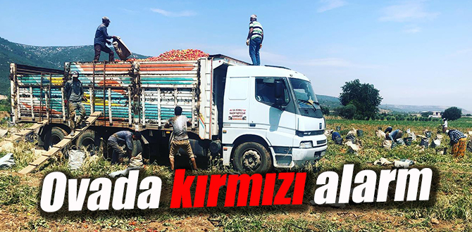 Ovanın dört bir yanında hasat var