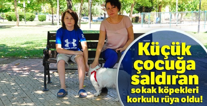 Sokak köpekleri korkulu rüya oldu
