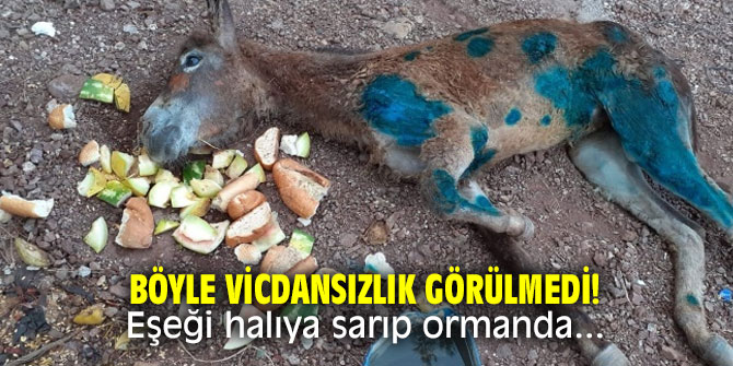 Böyle vicdansızlık görülmedi! Eşeği halıya sarıp ormanda...