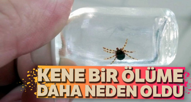Sivas’ta Kene yine can aldı