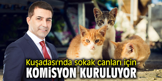 Kuşadası'nda sokak canları için komisyon kuruluyor