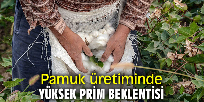 Pamuk üreticileri primin artmasını bekliyor!