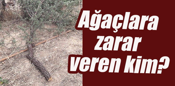 Ağaçlara zarar veren kim?