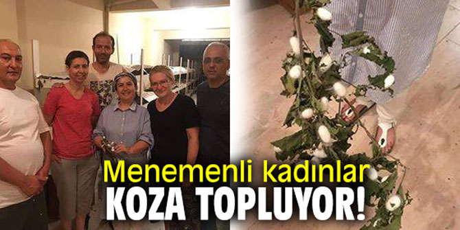 Menemenli kadınlar koza topluyor!