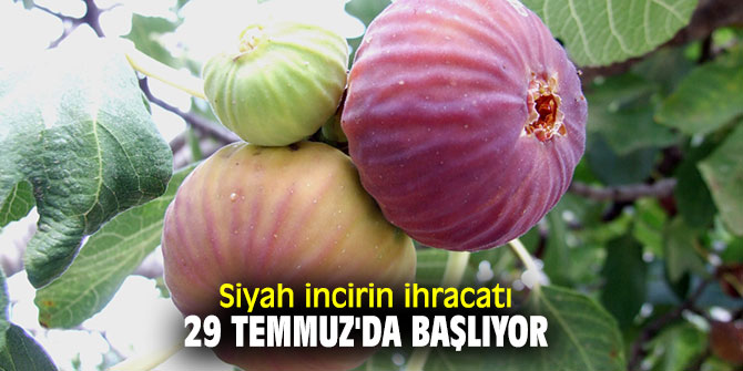 Siyah incirin ihracatı başlıyor!