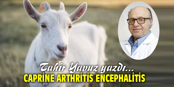 Caprine Arthritis Encephalitis
