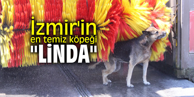 İzmir'in en temiz köpeği "Linda"