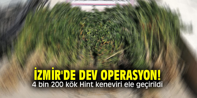 İzmir'de dev operasyon! 4 bin 200 kök Hint keneviri ele geçirildi