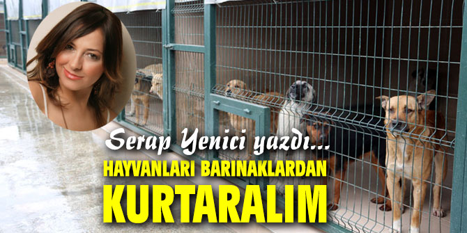 Hayvanları barınaklardan kurtaralım