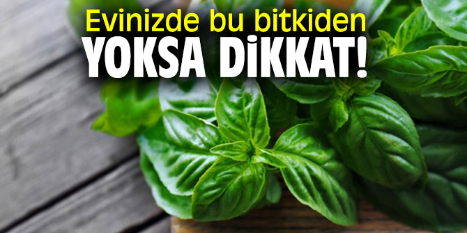 Evinizde bu bitkiden yoksa dikkat!