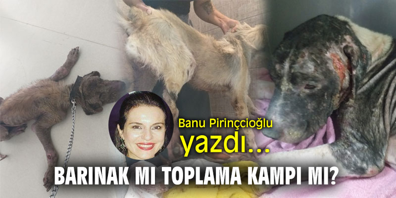 "Barınak mı toplama kampı mı?" Banu Pirinçcioğlu yazdı...