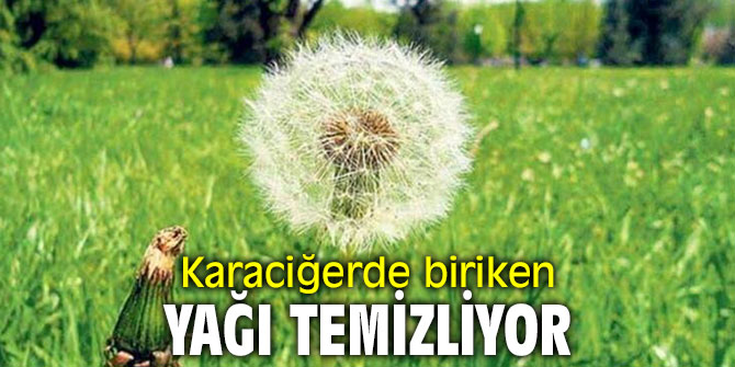 Karaciğerde biriken yağı temizliyor