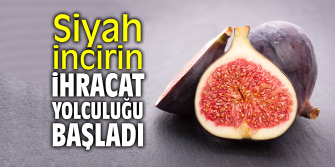 Siyah incirin ihracat yolculuğu başladı