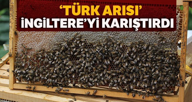 İngiltere alarma geçti.