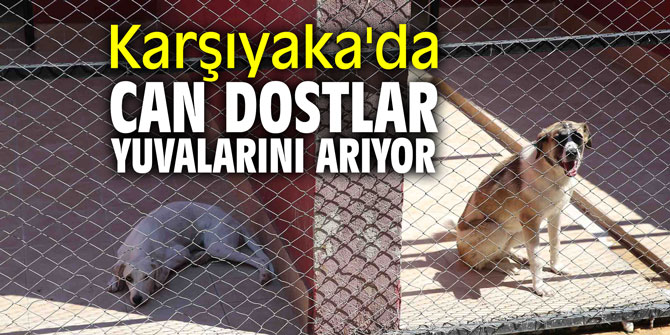 Karşıyaka'da can dostlar yuvalarını arıyor