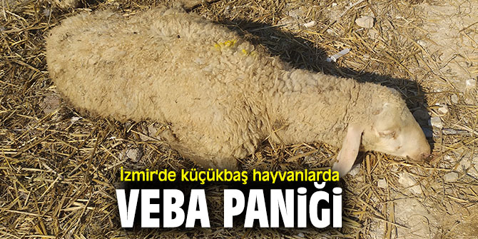 Dikkat! İzmir'de veba paniği 