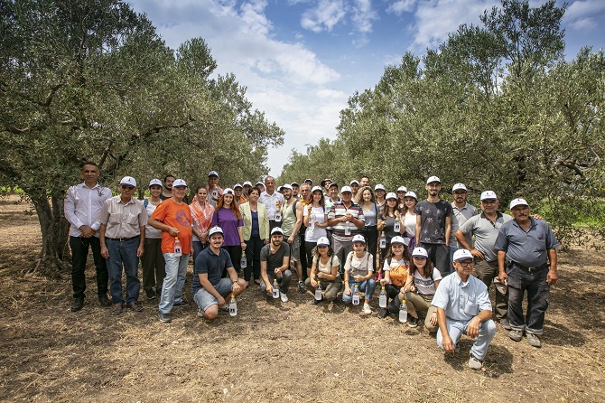 Foça’da 44 bin zeytin ağacı korunacak