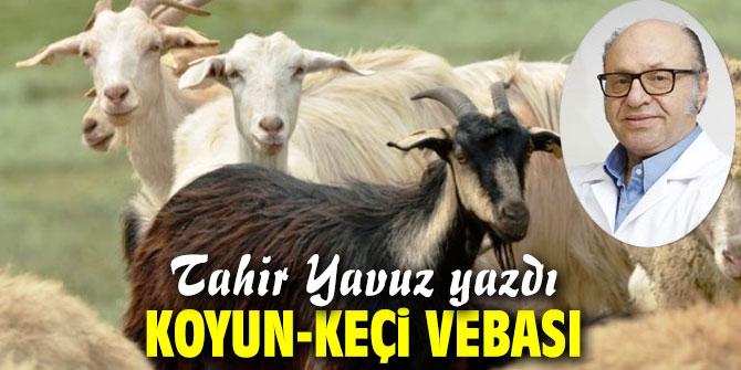 KOYUN-KEÇİ VEBASI