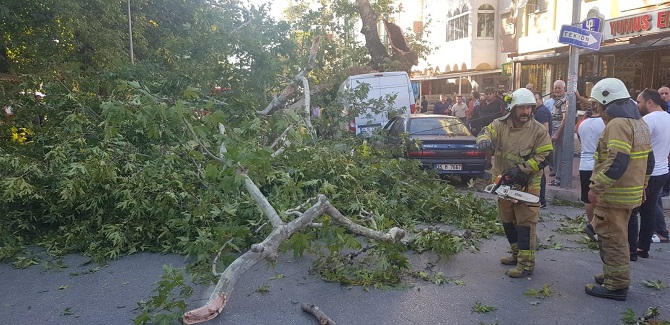 Tire’de Asırlık Çınar Zamana Direnemdi