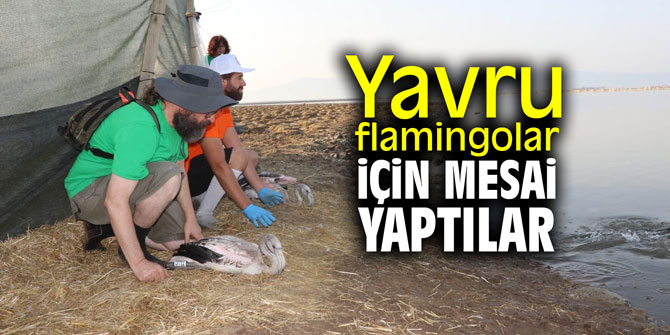 Yavru flamingolar için mesai yaptılar