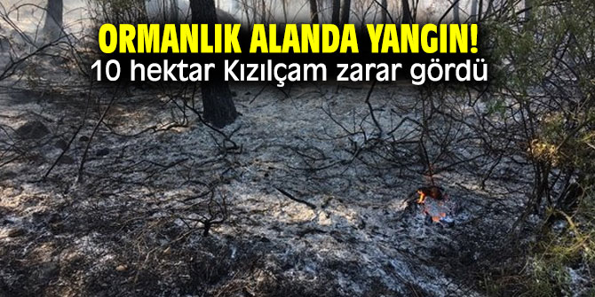 Ormanlık alanda yangın! 10 hektar Kızılçam zarar gördü
