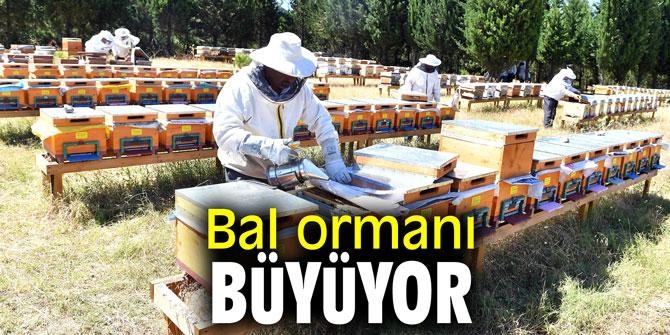 Bal ormanı büyüyor