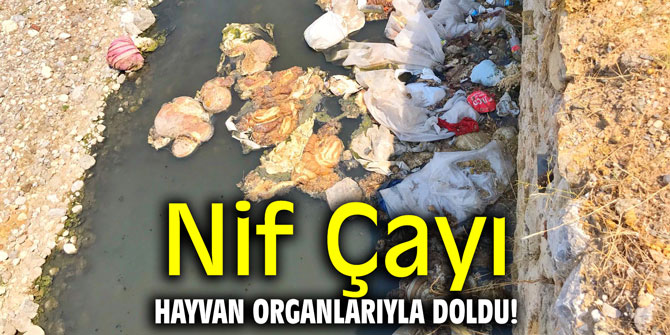 Nif Çayı, hayvan organlarıyla doldu!