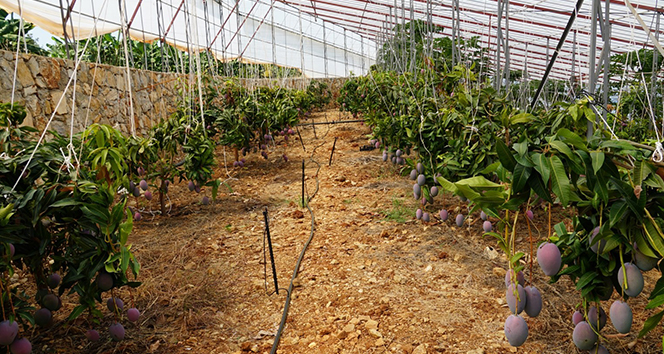 Mango üreticisinin yüzünü güldürdü