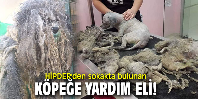 HİPDER'den sokakta bulunan köpeğe yardım eli!